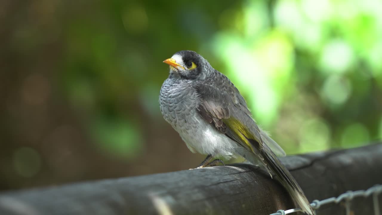 시끄러운 광부의 클로즈업 샷인 마노리나 멜라노세팔라는 가슴 깃털을 부풀리고 아름다운 흐릿한 보케의 녹색 단풍 배경에 자리 잡고 주변 환경을 궁금해합니다.