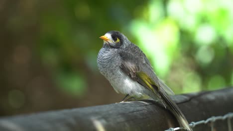 primer plano de un minero ruidoso, manorina melanocephala hincha sus plumas de pecho, posándose sobre un hermoso fondo de follaje verde bokeh borroso, preguntándose por el entorno que lo rodea