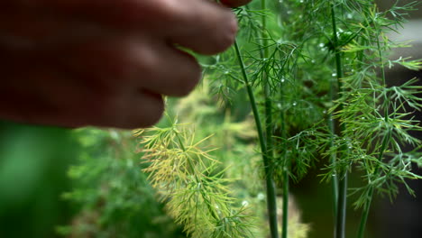 farmer is picking up fresh dill from his garden