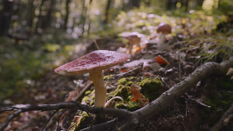 forest in bieszczady mountains