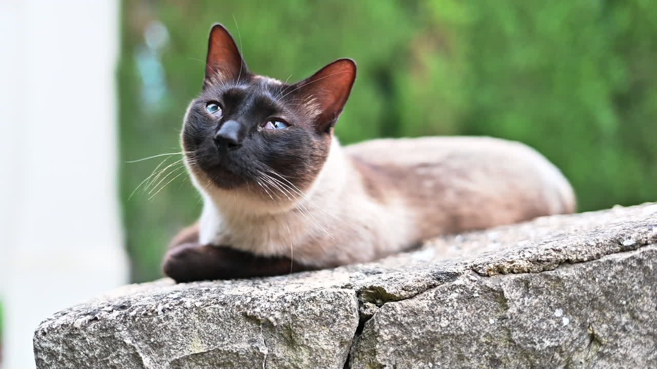 Gatto siamese assonnato che gioca all'aperto in Spagna, slow motion