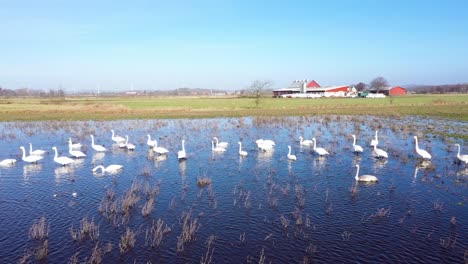 Flock-of-swans-in-water-on-flooded-field