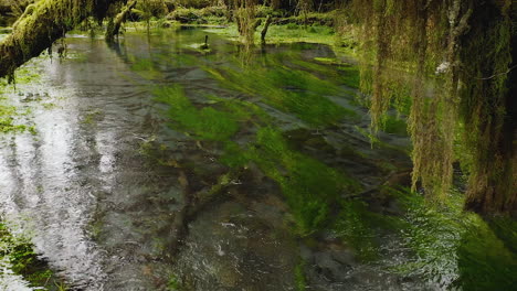 Fluss-Im-Hoh-Regenwald-Mit-Moos,-Das-Von-Den-Bäumen-Hängt,-Olympic-Nationalpark,-USA