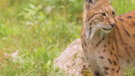 el lince eurasiático (lince lince) en el bosque.