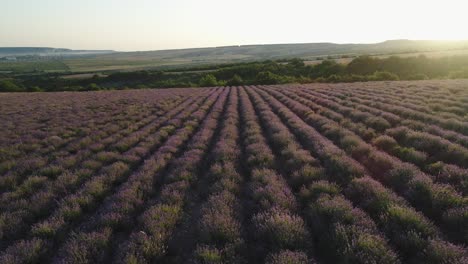 campo de lavanda al amanecer