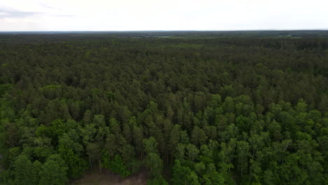 toma de un dron de un bosque verde cerca del lago