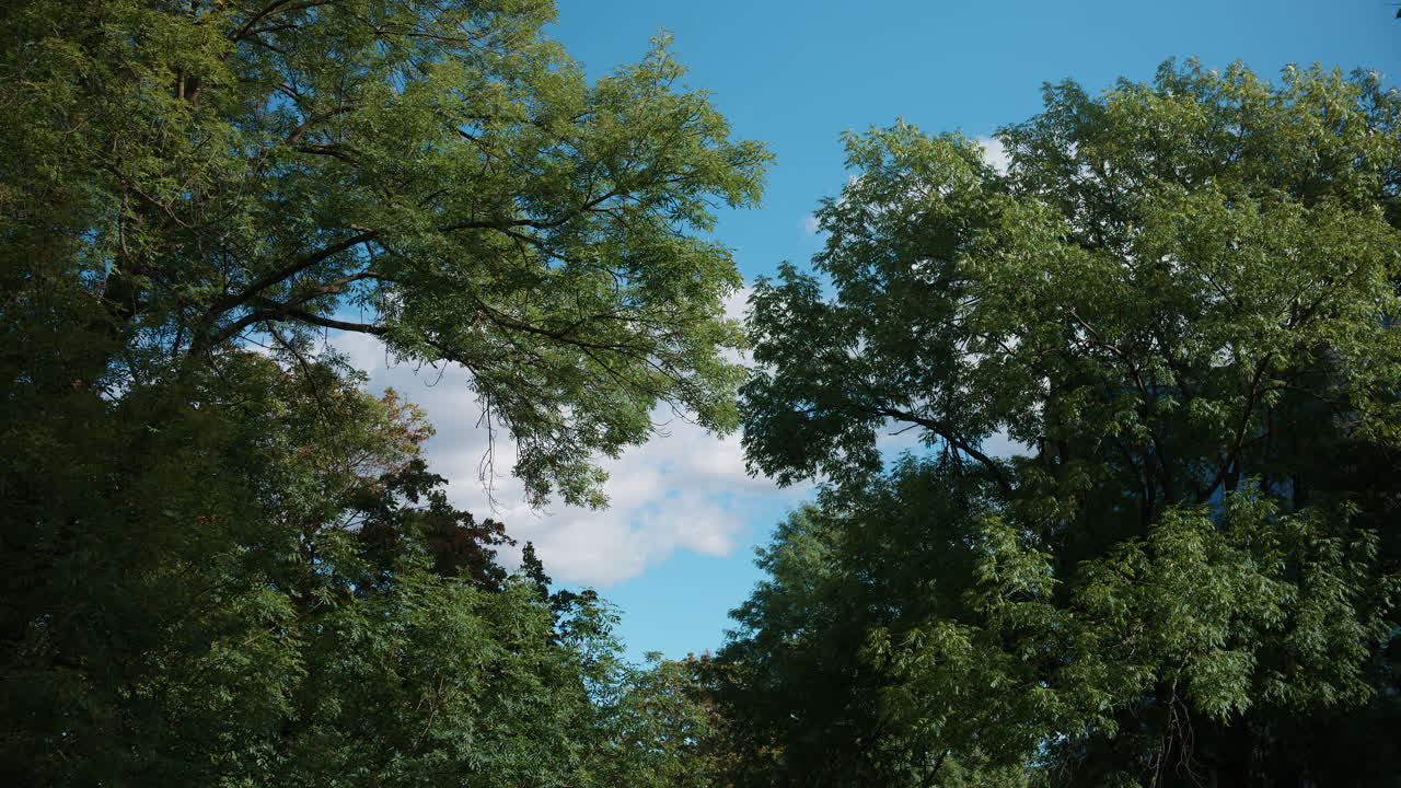 Wind blows and moves the branches in the tress on a sunny day