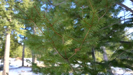 pine leaves in the wind