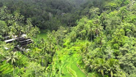 aerial shot of tegallalang rice terraces and lush jungle in gianyar, bali, indonesia