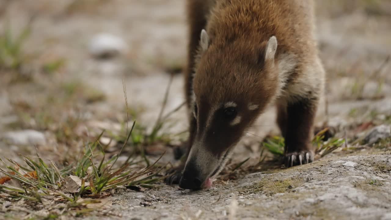 A curious coati sniffs and investigates a small fruit on the rocky ground near the ruins of Tikal.