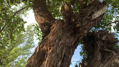 Slow-look-at-the-rough-bark-of-a-tree-in-a-park