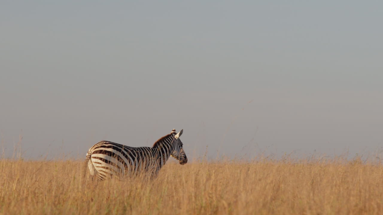 Zebre di pianura che passano accanto ad altre zebre e corrono