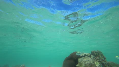 vida silvestre vista en el arrecife de coral de cancun mexico