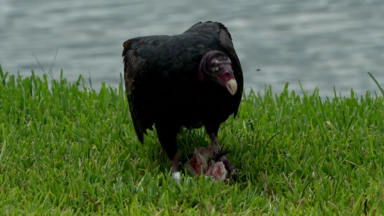 Turkey vulture scavenging on the remains of a fish
