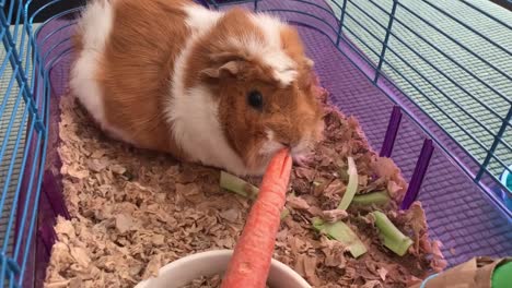 Cute-little-pet-Guinea-Pig-biting-off-the-end-of-a-carrot-stick