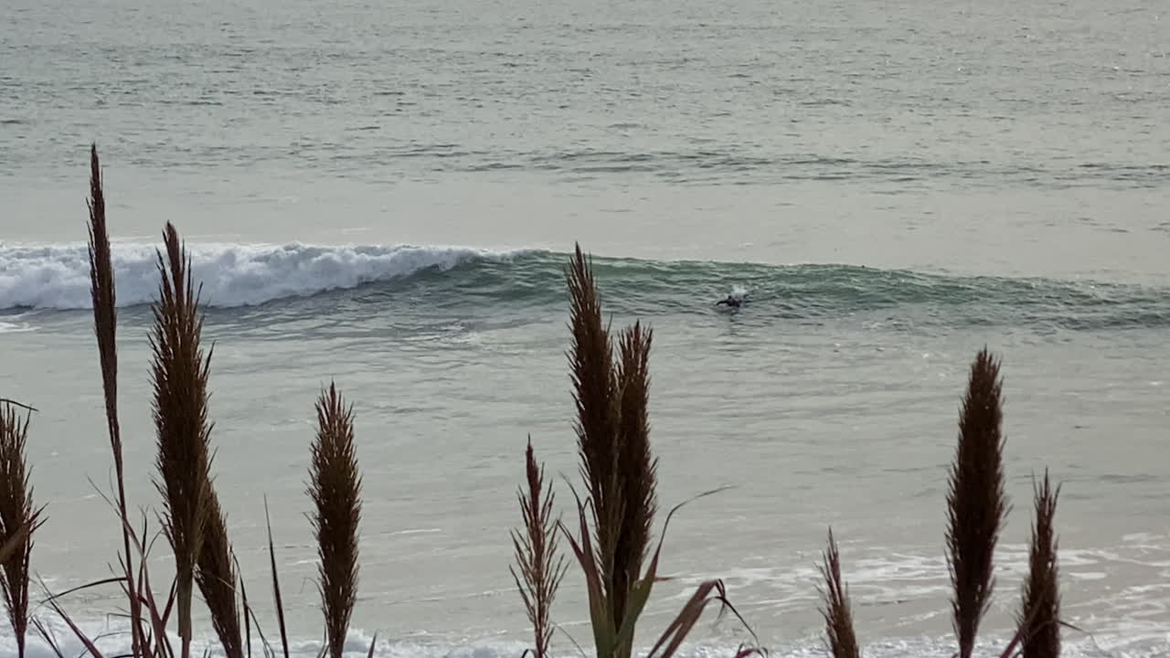 some Surfers paddle toward a peeling green wave while tall reeds frame the Atlantic, capturing a quiet winter session in Fuente del Gallo