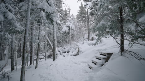 Escalones-De-Madera-Dentro-Del-Bosque-Nevado-Con-Pinos