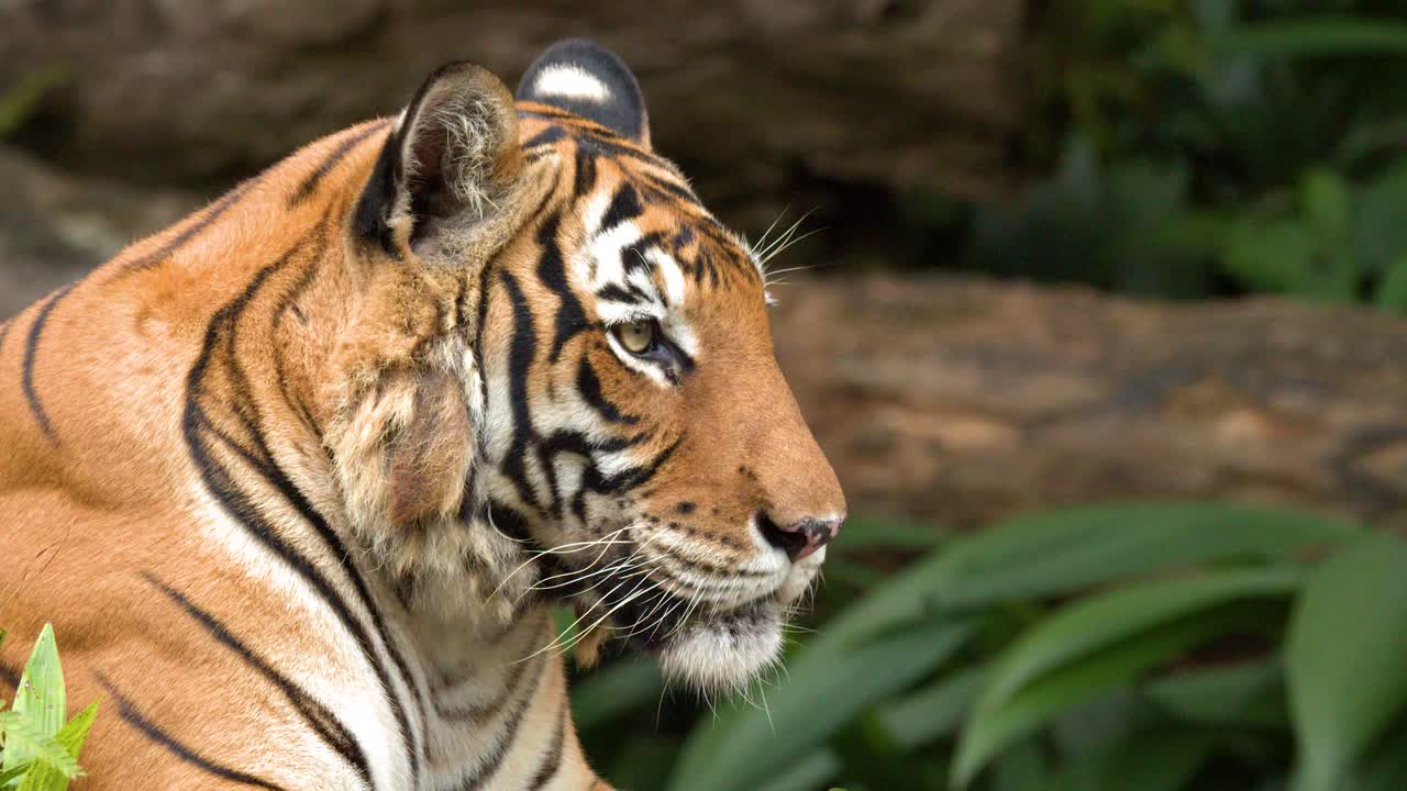 Una tigre di Sumatra riposa tranquillamente in un ambiente di giungla lussureggiante, immortalata in un primo piano di profilo