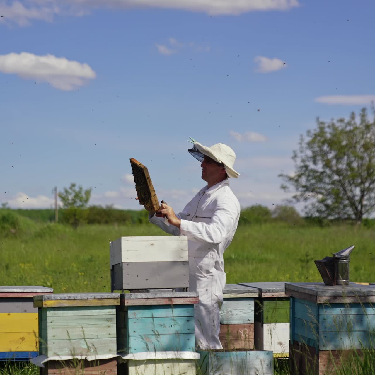 Apicoltore che esamina le api in una fattoria. Il telaino è pieno di api nelle mani dell'apicoltore in una giornata di sole. Maestro apicoltore in tuta bianca e cappello protettivo vicino ad arnie di legno nella natura.