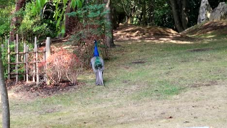 Elegant-peacock-still-in-the-Japanese-Garden-in-Holland-Park,-London