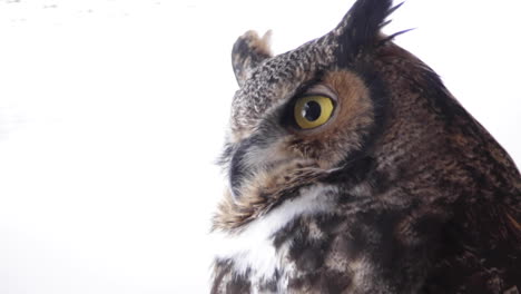 great horned owl close up eye blink