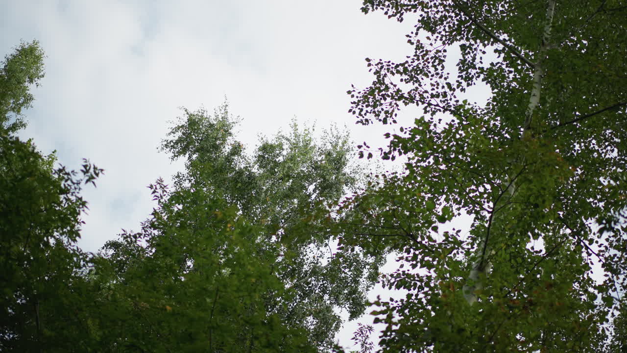 Overcast Sky Framed By Birch Canopy, Gentle Breeze Through Leaves, Panoramic Upward View Of Treetops, Muted Light And Green Foliage Creating Peaceful Woodland Mood For Relaxation And Nature BRoll