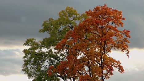 autumn trees under a cloudy sky