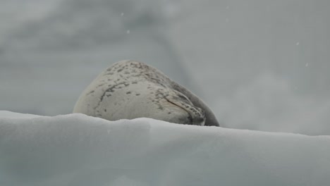 Leopardenrobbe-Schläft-Auf-Eisschwimmer,-Großes-Ausgewachsenes-Raubtier-Gefährlich