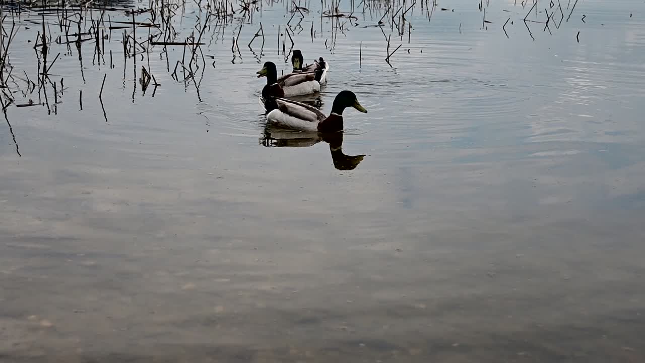 호수 기슭 근처에 있는 청둥오리 무리