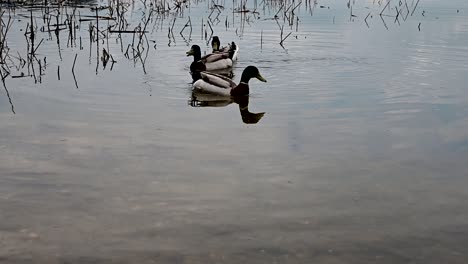 Grupo-De-Patos-Mallard-Cerca-De-La-Orilla-Del-Lago