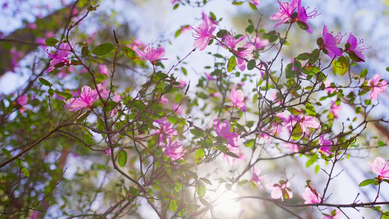 Les fleurs d'azalée roses brillent doucement sous les rayons vifs du soleil. Les branches se balancent délicatement dans la brise printanière. Les feuilles vertes ajoutent un contraste frais aux fleurs éclatantes. La chaude lumière du soleil filtre à travers les pétales