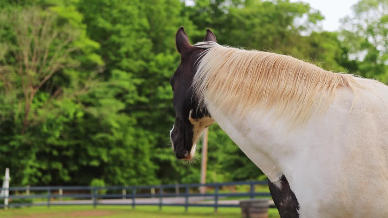 caballo blanco y marrón girando la cabeza lejos, bajando la cabeza para comer en una hermosa granja de campo cinematográfico hd
