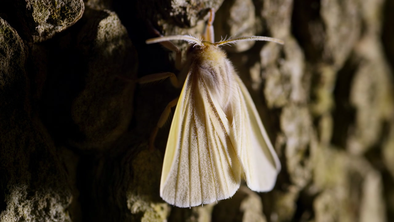 Yellow Moth Clinging To Bark, Macro Portrait Showing Delicate Veined Wings, Fuzzy Thorax And Feathery Antennae