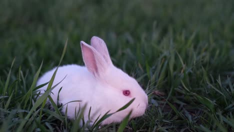 conejo blanco en la hierba