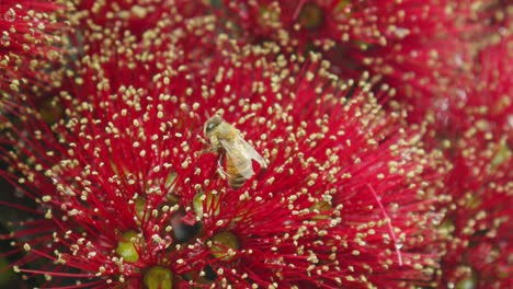 a bee collecting nectar from a pohutukawa flower before flying away