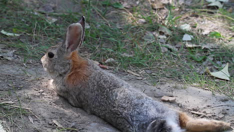 CU:-Adorable-cottontail-rabbit-with-fluffy-tail-alert-to-sudden-noise