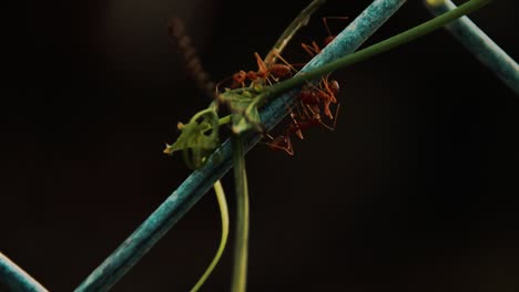 Cerca-De-Hormigas-Tejedoras-O-Oecophylla-Smaragdina-Arrastrándose-A-Lo-Largo-De-Un-Alambre-De-Hierro