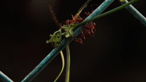 cerca de hormigas tejedoras o oecophylla smaragdina arrastrándose a lo largo de un alambre de hierro