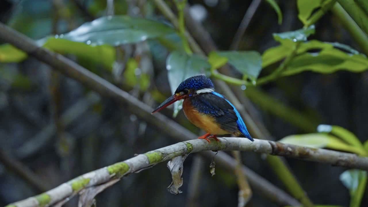 Closeup Of Adult Blue-eared Kingfisher Perched On The Stem Of Plant By The River.