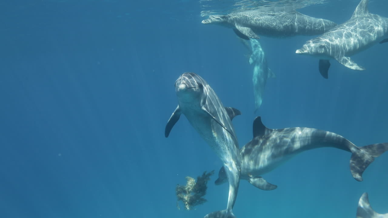 delfines nadando juntos en el arrecife de coral del mar rojo de egipto
