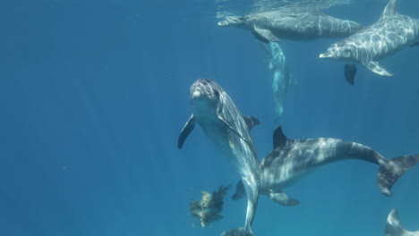 delfines nadando juntos en el arrecife de coral del mar rojo de egipto