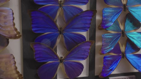 colección de mariposas azules, panorámica lenta sobre insectos delicados