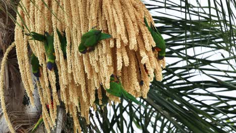 colorful parrots feeding on hanging palm seeds