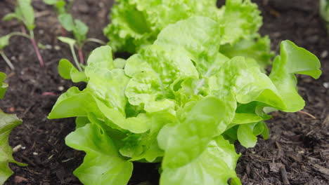 Frischer-Bio-Salat,-Der-Im-Gartenbeet-Wächst,-Nahaufnahme