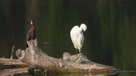 cormorant and heron in pond - water