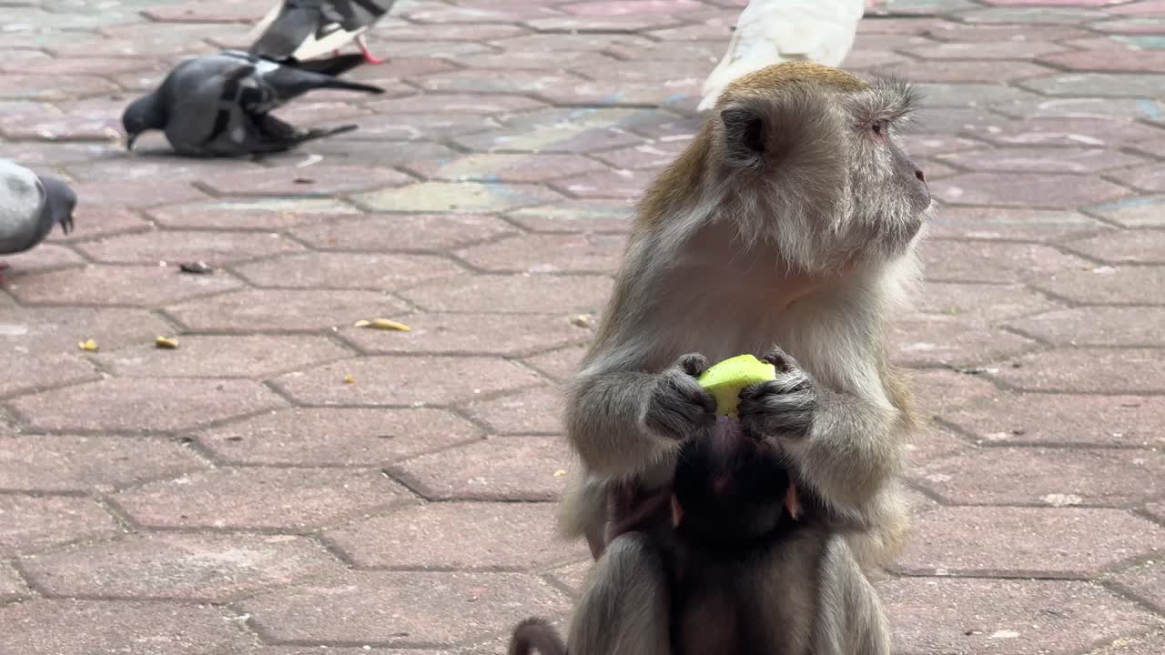 primate mono comiendo fruta de mango de cerca en las cuevas de batu kuala lumpur malasia