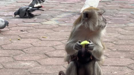 monkey primate eating mango fruit up close at batu caves kuala lumpur malaysia