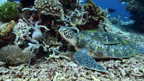 sea turtle lying on the reef in bali