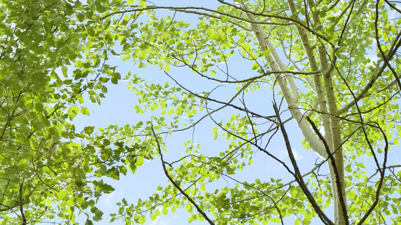Tree and sky view on a sunny day