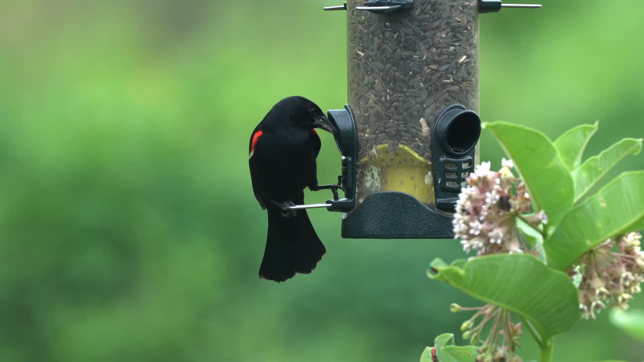 un mirlo de alas rojas comiendo semillas de girasol de un comedero para pájaros